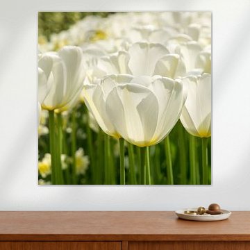 White Tulips