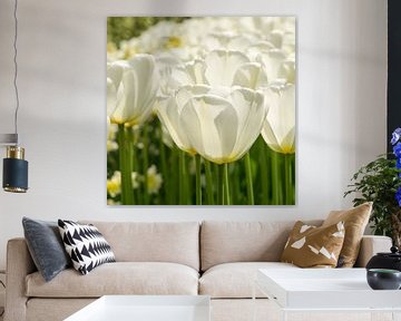 Weiße Tulpen von Nederland op Foto
