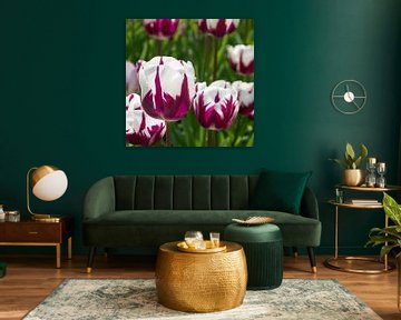 Tulpen van Nederland op Foto