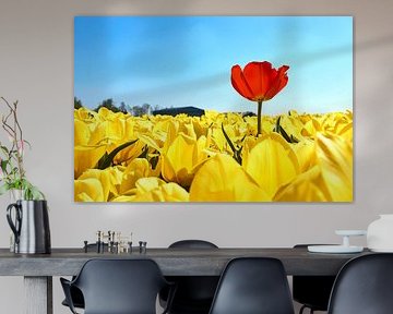Rode tulp