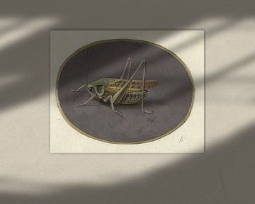Grasshopper, Jan Augustin van der Goes