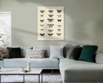 Schmetterlinge, Ernst Fröhlich