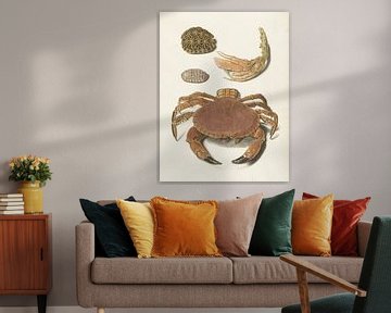 Een krab, een schaar van een krab en twee schilden van schildpadden, Johann Gustav Hoch