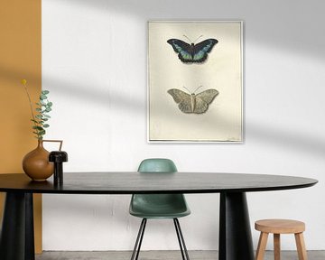 Ober- und Unteransicht eines Schmetterlings, Georgius Jacobus Johannes van Os
