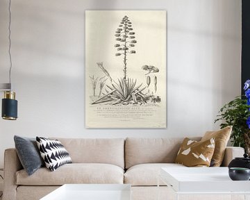 Botanische tekening van bloeiende Aloë of Agave plant, Abraham Delfos