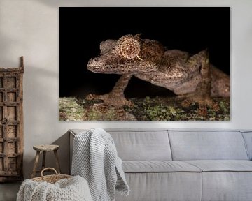 Uroplatus phantasticus von Marcel Out