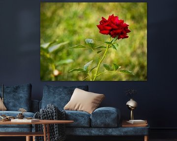 Rote Rose von Yann Mottaz Photography