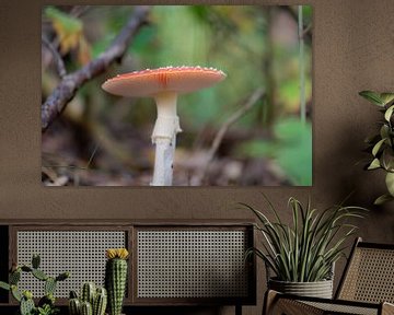 stately fly agaric by Tania Perneel
