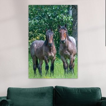 Young Belgian horses