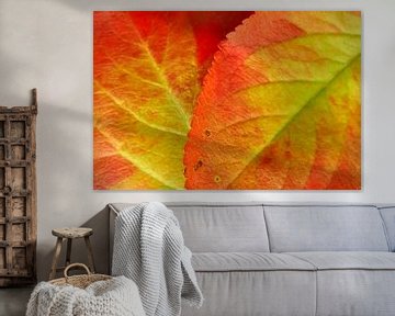 Oranje groene herfstbladeren van Harry Wedzinga
