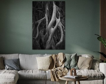 silver-grey tree roots by Karel Ham