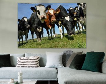 Nieuwsgierige koeien op het mooie eiland Texel, Nederland van Jeffry Clemens