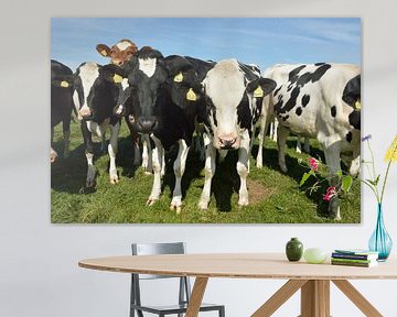 Nieuwsgierige koeien op het mooie eiland Texel, Nederland van Jeffry Clemens