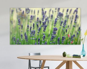 Echte lavendel, Lavandula angustifolia by Renate Knapp