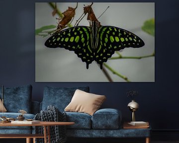 groene vlinder van Roy Schmidt