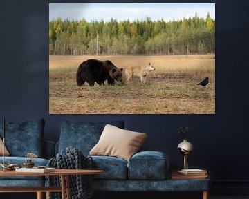Wolf en bruine beer in Finland | Natuurfotografie