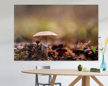 beige paddenstoel tussen de bladeren van Tania Perneel