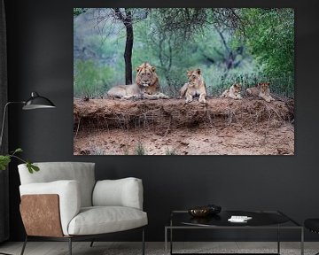 Leeuwen familie liggend op droge rivier oever, Zuid-Afrika van Nature in Stock
