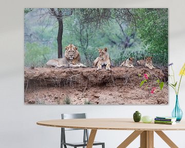 Leeuwen familie liggend op droge rivier oever, Zuid-Afrika van Nature in Stock