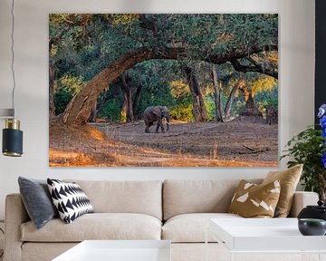 African Elephant (Loxodonta africana) walking, Zimbabwe, Africa by Nature in Stock