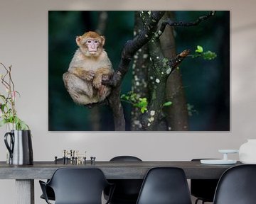 Barbary Macaque (Macaca sylvanus) baby sitting in a tree by Nature in Stock