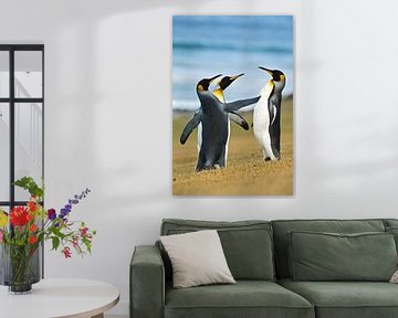 Drie Koningspinguins (Aptenodytes patagonicus) aan de kust, Falklandeilanden van Nature in Stock