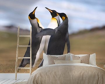 Drie Koningspinguins (Aptenodytes patagonicus) druk in discussie aan de kust, Falklandeilanden van Nature in Stock