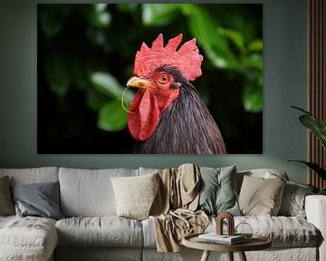 Proud rooster by Ronald Piters