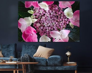 Hortensia dans les tons rose et blanc sur Anne Ponsen