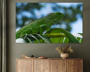 tropical reptiles by Jean Pierre Vlaun