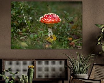 Fly agaric by André Hamerpagt