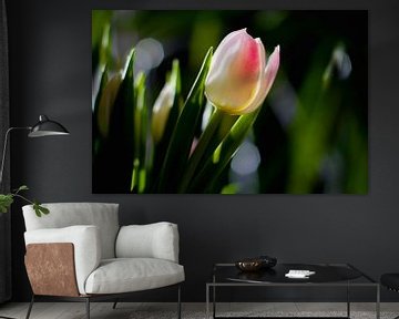 Pink tulip