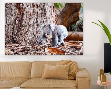 Koala bij boomverandering van Robert Styppa