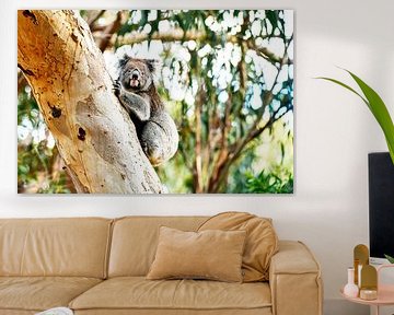 Koala in de boom van Robert Styppa