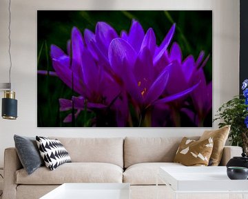 Herfst krokus / Herfst krokus