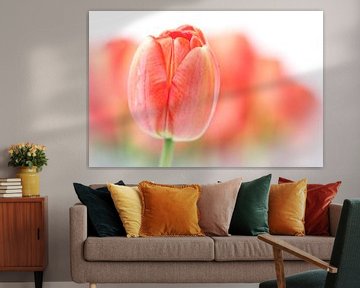 Sweet fresh Tulip... (2) (flower, tulip) by Bob Daalder
