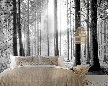 Forest in black and white by Günter Albers