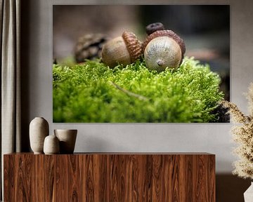 Detail of oak tree fruits in the moss by Fotografiecor .nl