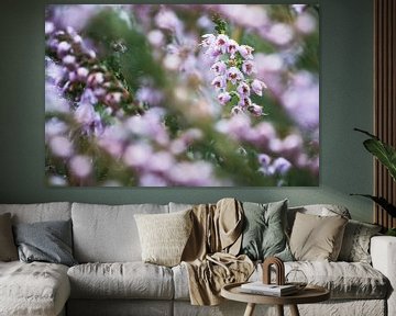 Photo de détail de la bruyère pourpre fleurie