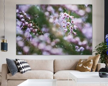 Detail foto van bloeiende paarse heide