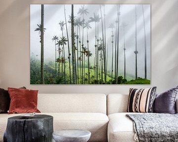 High palm trees reach into the fog, in the Cocora valley in Colombia. by Twan Bankers