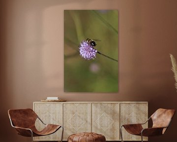 Hummel auf violetter Blume von Eline Lohman