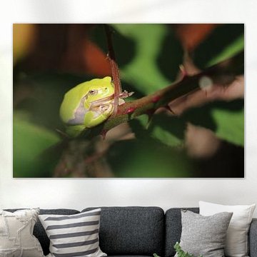 Grüner Baumfrosch in vollem Licht