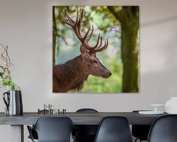 Red deer stag in a forest during early autumn by Sjoerd van der Wal Photography