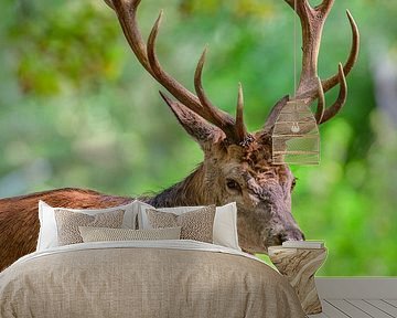 Red deer stag in a forest during early autumn by Sjoerd van der Wal Photography