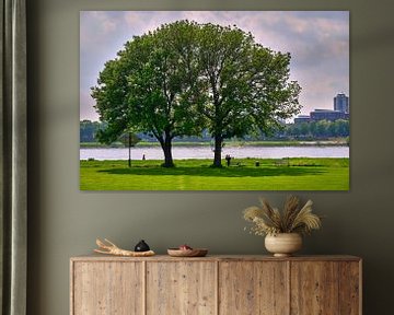 Summer day at the Poller Wiesen in Cologne on the Rhine - 2 trees a crown by 77pixels