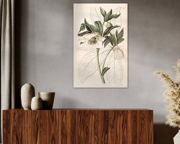 Helleborus orientalis illustration van Sarah Ann Drake.