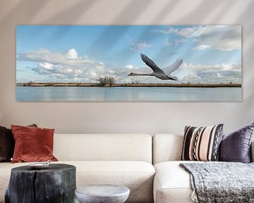 Panorama Oostvaardersplassen with Mute Swan by Rob Kloosterman