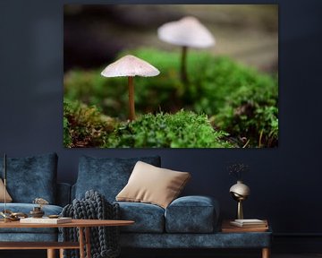 A mushroom on the moss by Gerard de Zwaan