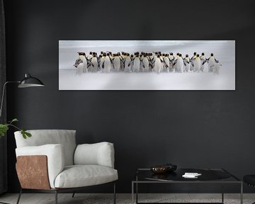 Just a few penguins (expo versie) van Claudia van Zanten
